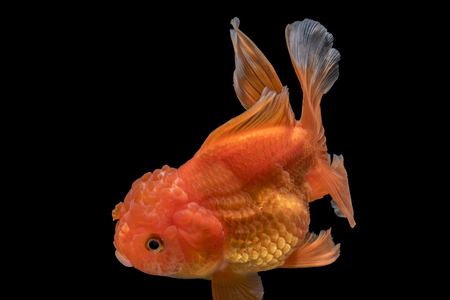 Adorable goldfish fantail action with bubbles in tank on darkness backgroundの写真素材