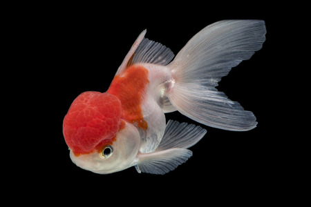 Adorable goldfish fantail action with bubbles in tank on darkness backgroundの写真素材