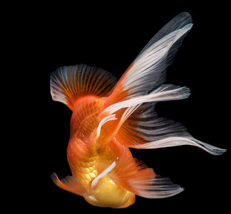 Goldfish fantail action on darkness backgroundの写真素材