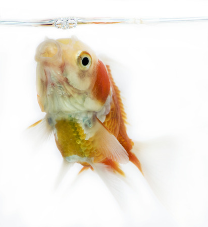 Beautiful fantail Goldfish movement with bubbles & water pumps in the tank on white backgroundの写真素材