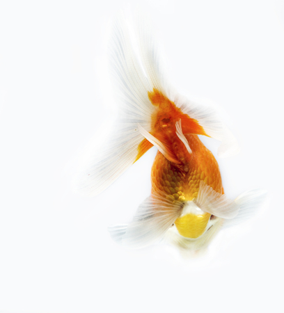 Beautiful fantail Goldfish movement with bubbles & water pumps in the tank on white backgroundの写真素材
