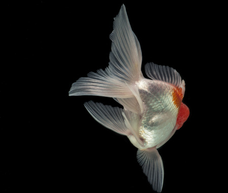Beautiful fantail Goldfish movement with bubbles & water pumps in the tank on darkness backgroundの写真素材