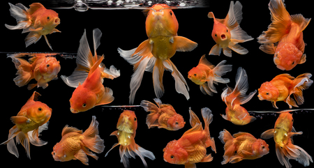 Adorable goldfish fantail actions on darkness backgroundの写真素材