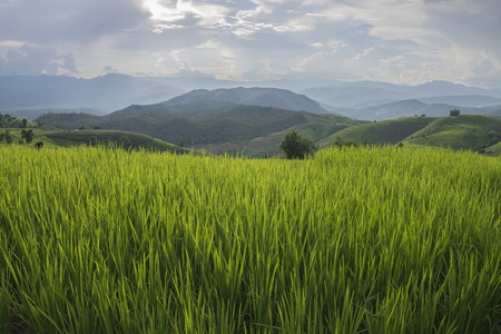 Greenery rice terraced field at Baan Pa Bong Piang village in Chiangmai,Thailandの写真素材