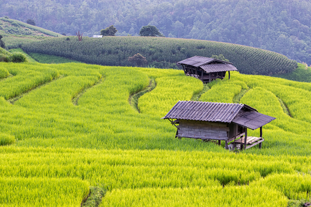 Greenery rice terraced field at Baan Pa Bong Piang village in Chiangmai:,Thailandの写真素材