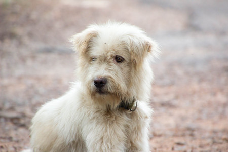 Dog is sadの写真素材