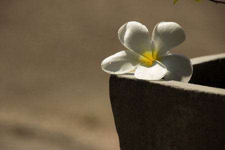 Champa flowers wetの写真素材