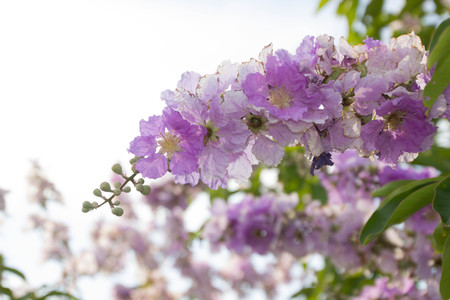 Flowers in the gardenの写真素材