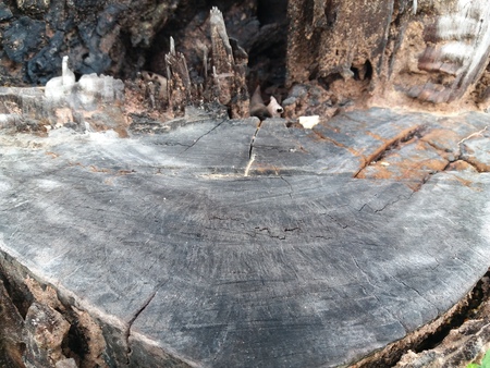 wood pattern of old