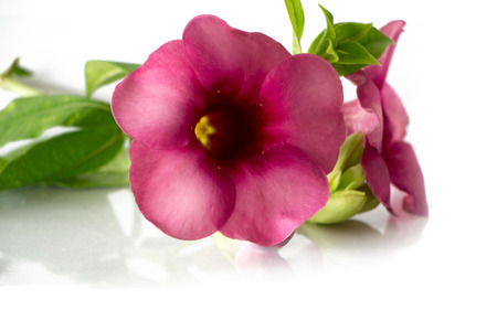 fiower  orchids  cllor backyard naturalの写真素材