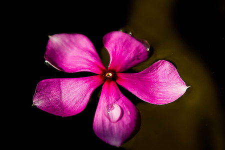 Flowers floating in the waterの写真素材