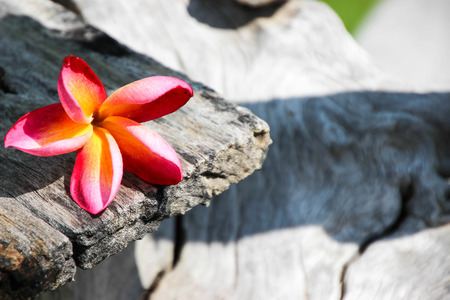 champaの写真素材