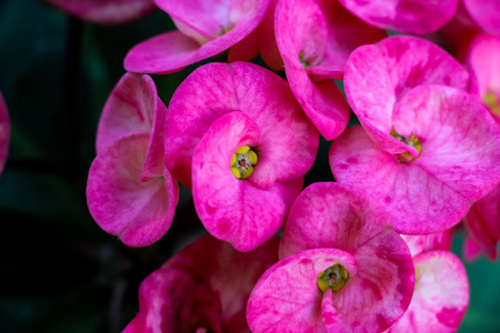Euphorbia milliの写真素材