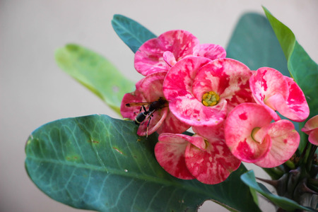 Euphorbia milliの写真素材