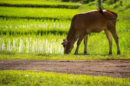 Farmer rice farmers grow rice, plowの写真素材