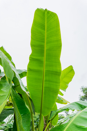Water is on banana leaves.の写真素材