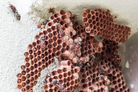 hexagonal decorative design In the corner