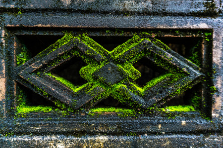 It's a green fever that goes up the wall.の写真素材