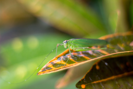 Grasshopper island on a green leaf is the background.