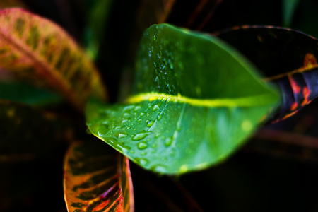Green leaves are the background.
