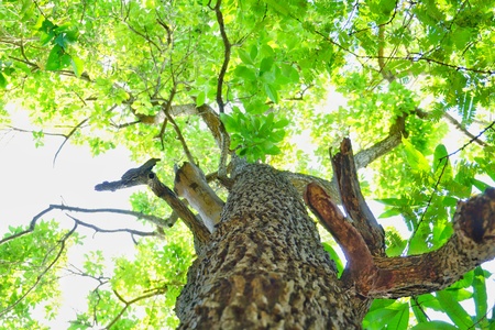 Images under the tree with branches and green leaves.