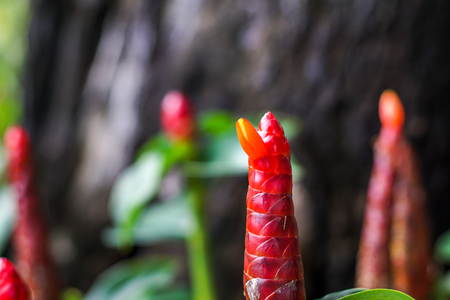 Ginger flowerの写真素材