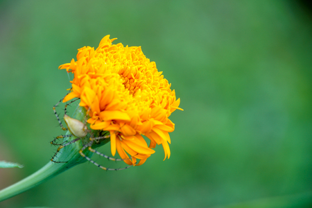 Spider marigoldの写真素材