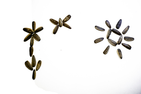 Sun flower seedの写真素材