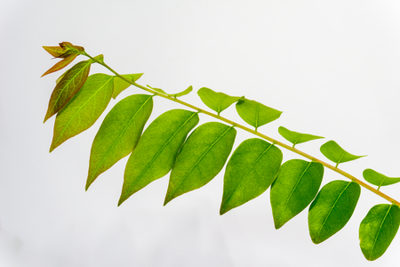 star gooseberryの写真素材