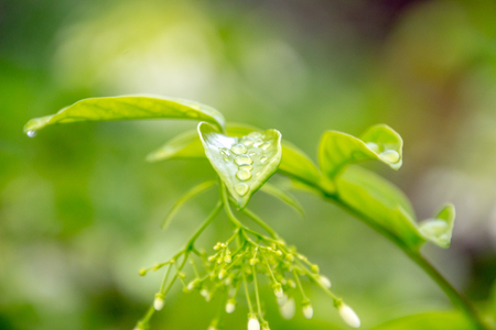 Water on the leaves after rainの写真素材