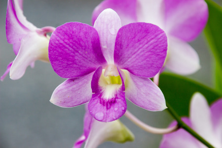 Purple orchidの写真素材