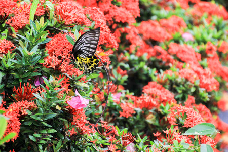 spike flower  butterflyの写真素材