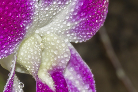 Orchid back ground texture