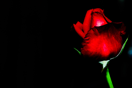 Red roses lonely on a black background.の写真素材