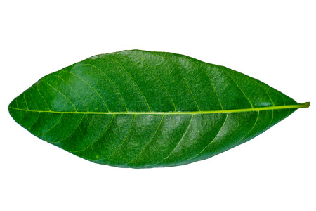 Longan leaves are separated on a white background.
