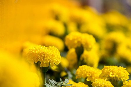 Yellow marigold backgroundの写真素材