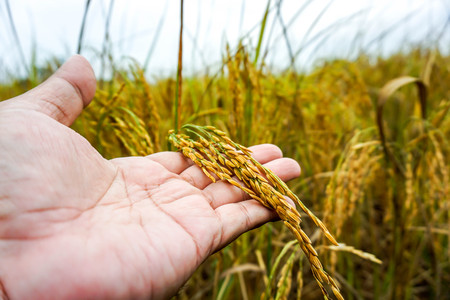 Golden Rice Fieldの写真素材