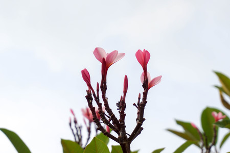 Champa made as a background for the text.の写真素材