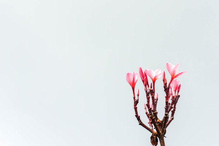 Champa made as a background for the text.の写真素材