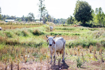 Cow in the field is eating grass after harvesting.の写真素材