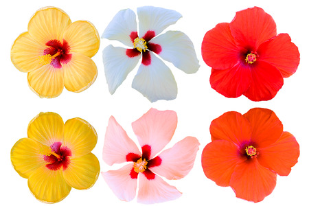 Hibiscus syriacus on white backgroundの写真素材