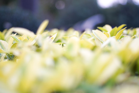 Leaves of sunlight are sent down.の写真素材