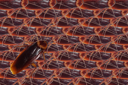 Cockroach background pattern texture.                   の写真素材