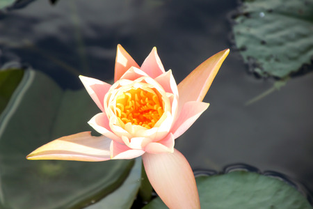 The lotus flower in the pond.の写真素材