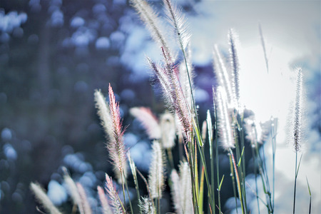 Abstract grass background texture.    の写真素材
