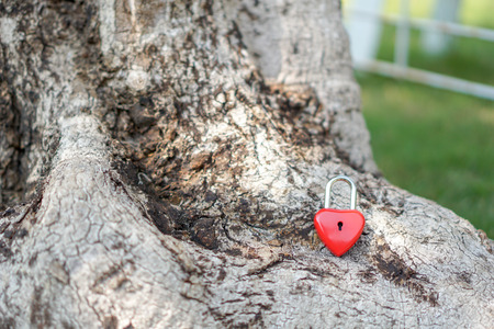 Key red heart on a tree root, the concept of love and Valentine's Day.の写真素材