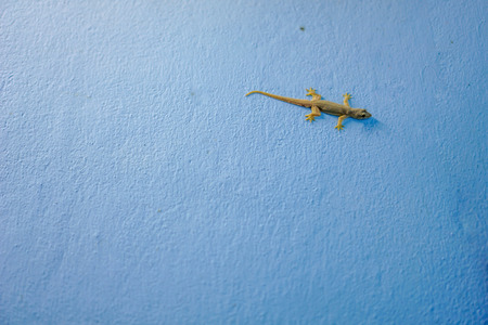 Lizard on the wall of blueの写真素材