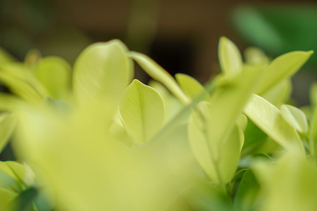 Green nature with copy space using as background or wallpaper.の写真素材