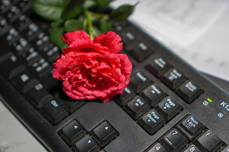Rose on the keyboard in black background.の写真素材