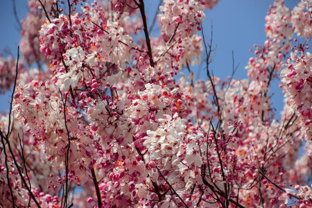 Wild Himalayan Cherry,Prunus cerasoides flower background.の写真素材